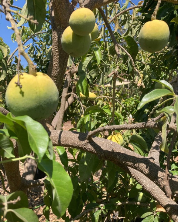 White sapote fruit, freshly picked - Demeter Earth
