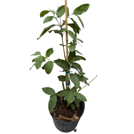 Dwarf Pineapple Guava Plant and Heal Co (2)