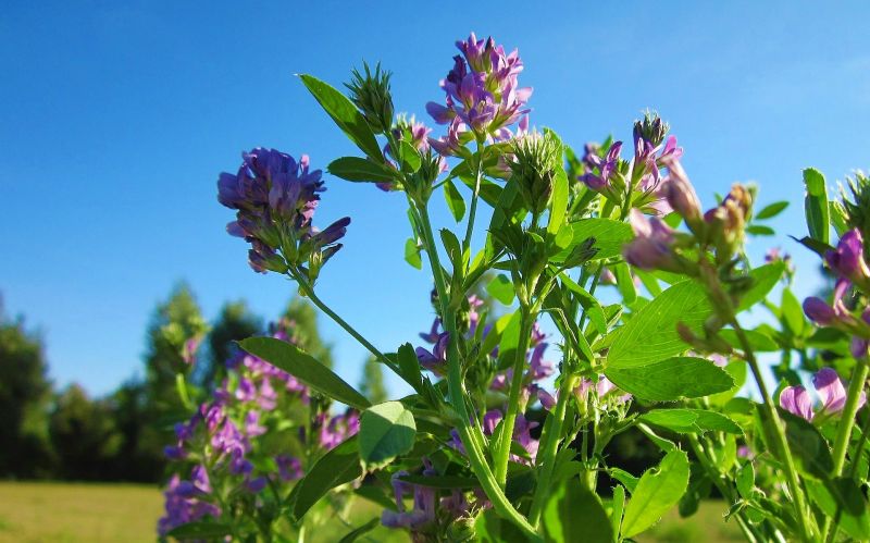 Alfalfa Bloom