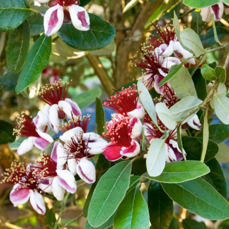 Dwarf Pineapple Guava Plant and Heal Co (3)