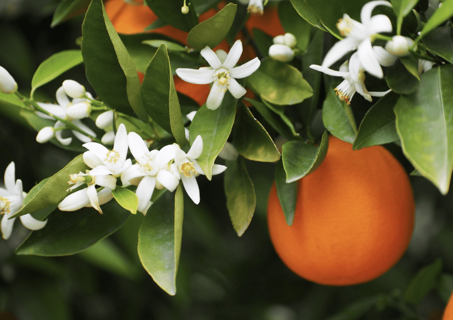 Citrus Bloom