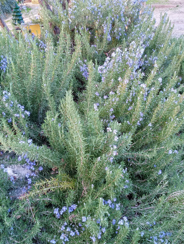 IMG_20250301_164339541