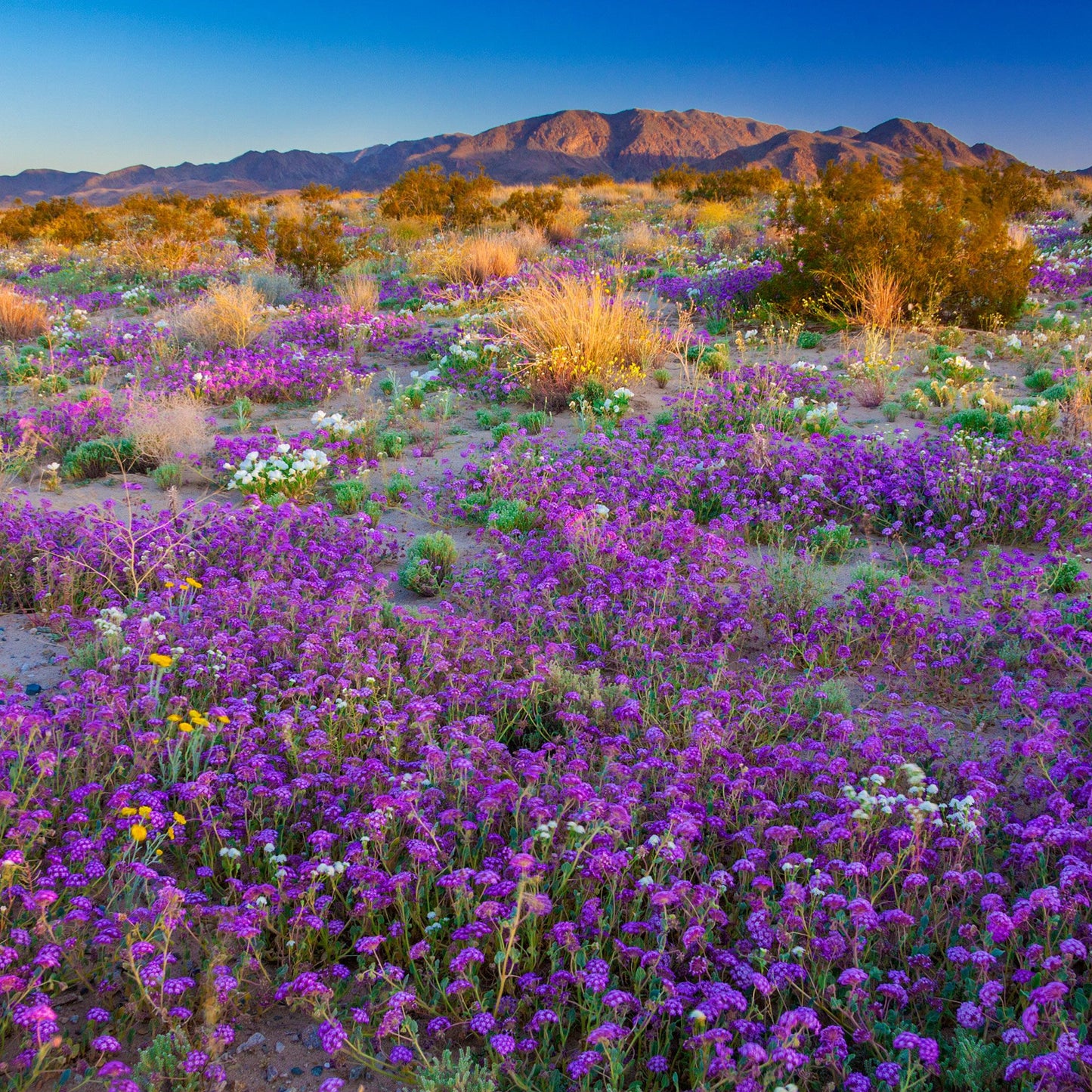 Wildflower Bloom