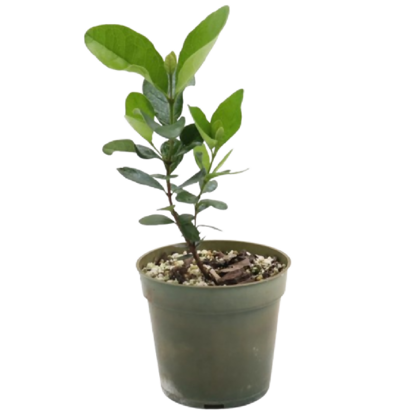 Dwarf Pineapple Guava Plant and Heal Co