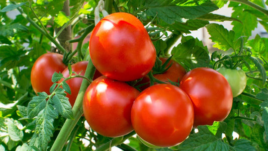 Tomatoes - Demeter Earth
