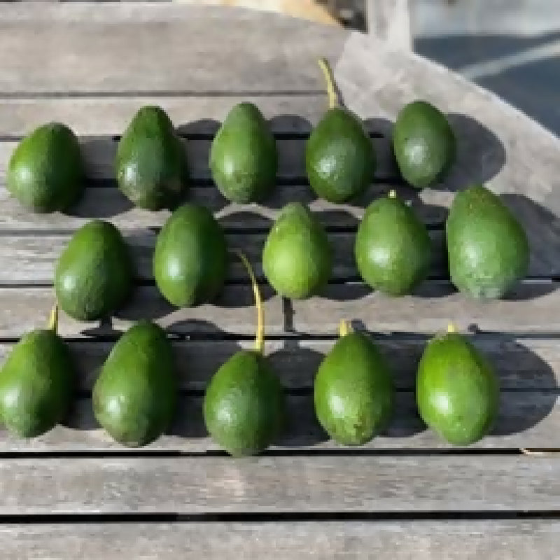 475360620_2420364974972880_5323312722885832495_n