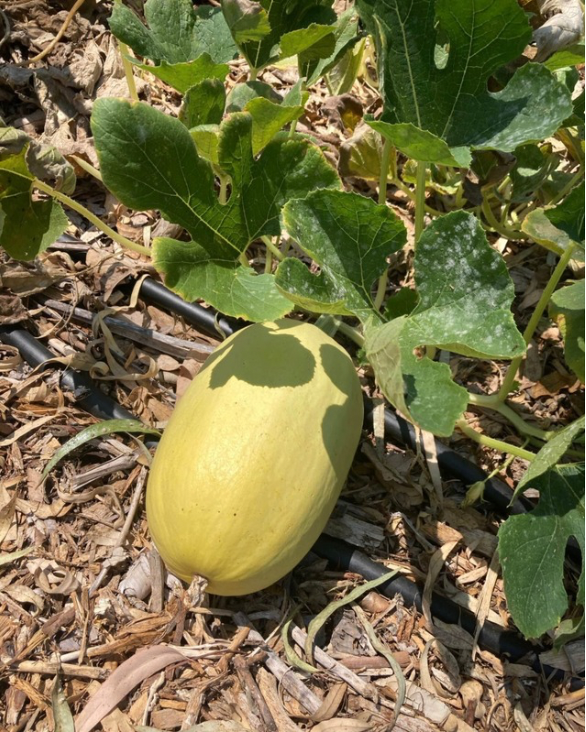 Winter Squash, Butternut and Spaghetti - Demeter Earth
