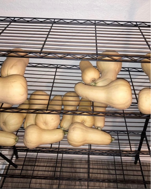 Winter Squash, Butternut and Spaghetti - Demeter Earth