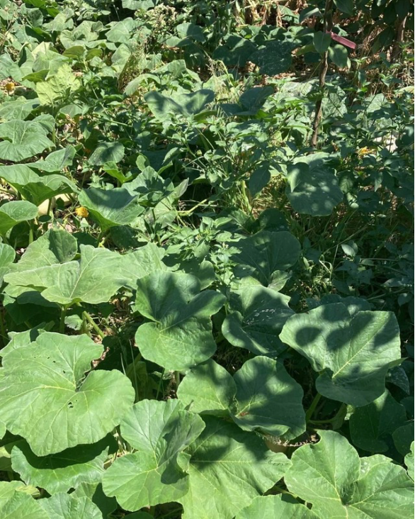 Winter Squash, Butternut and Spaghetti - Demeter Earth