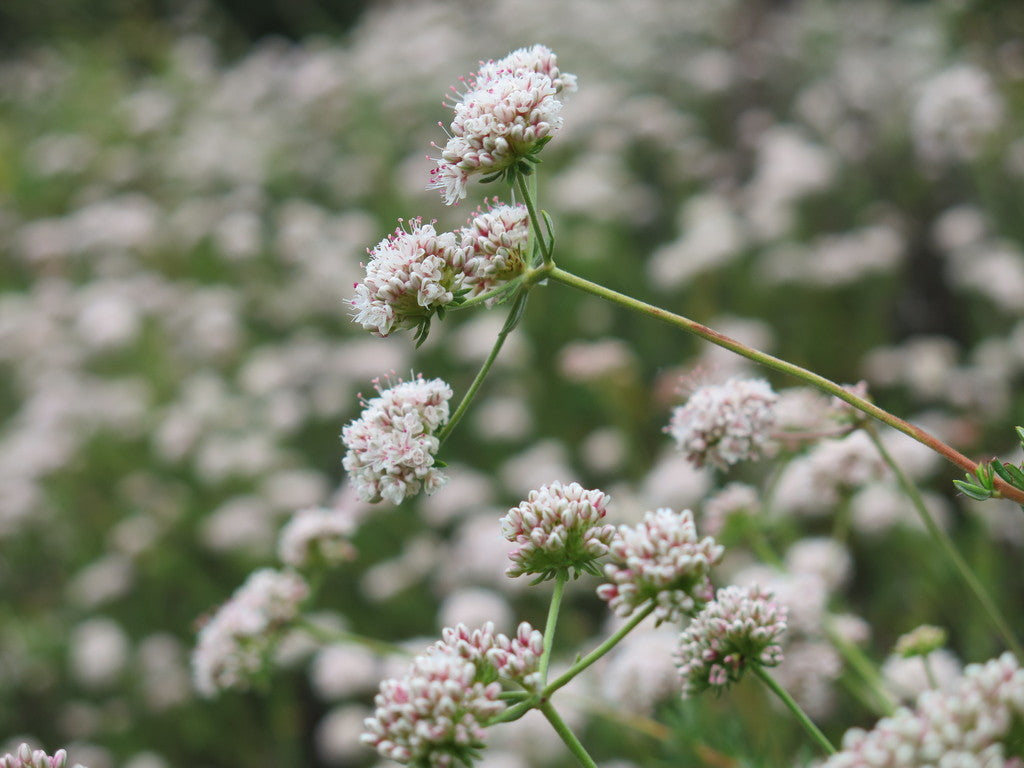 Buckwheat Bloom