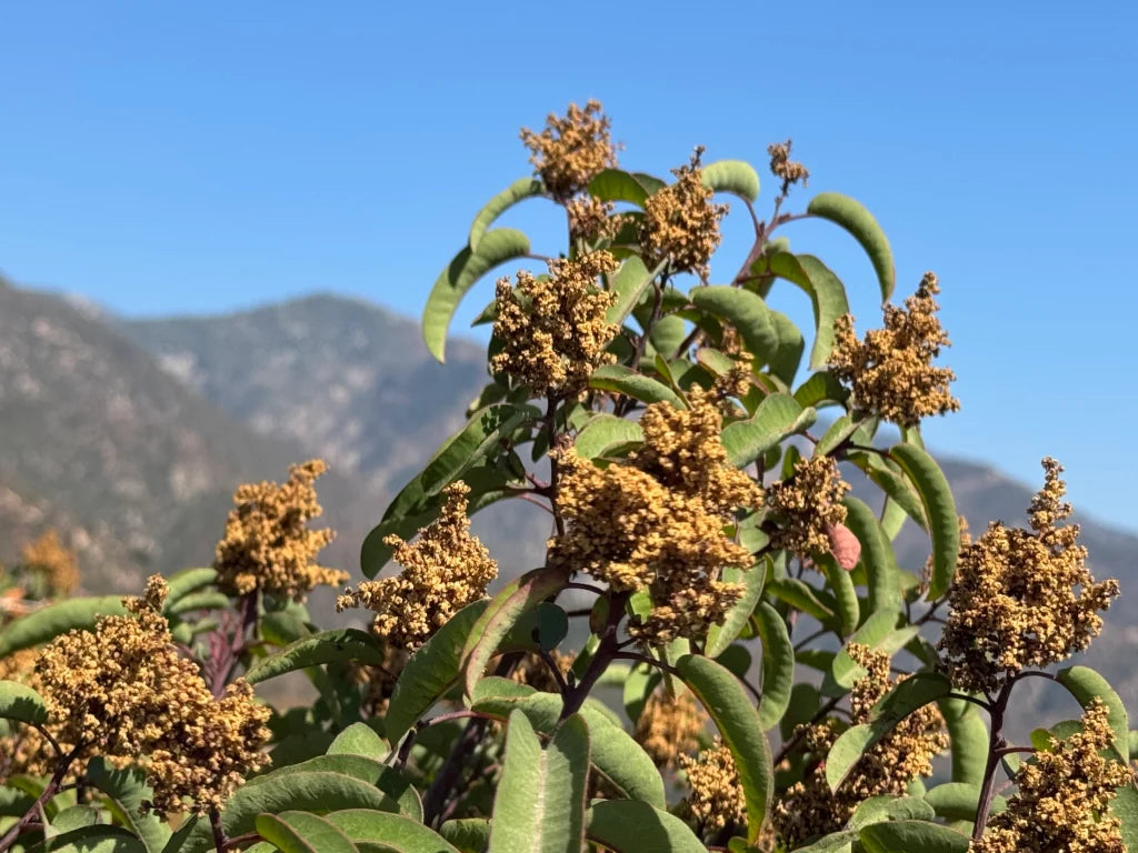 Sumac Bloom