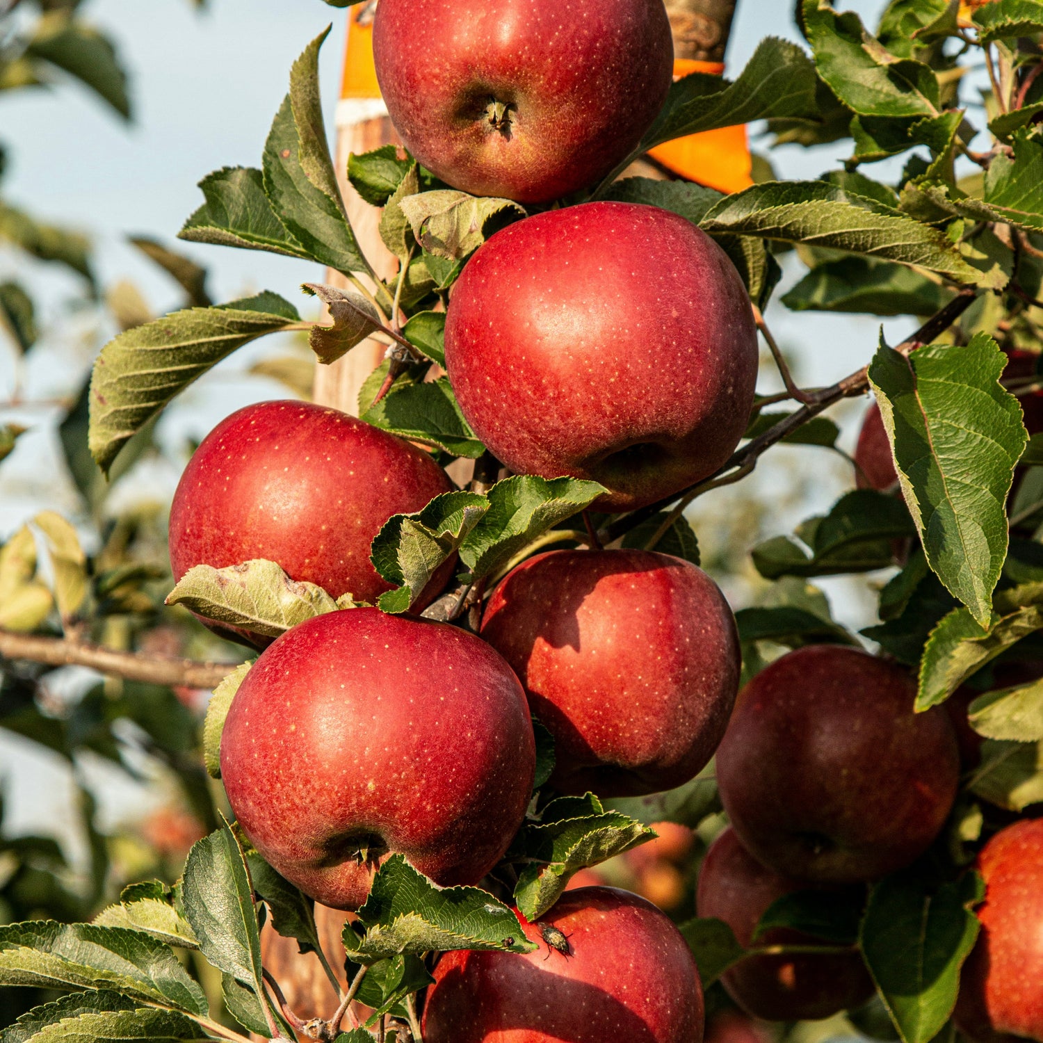 Fruit Trees