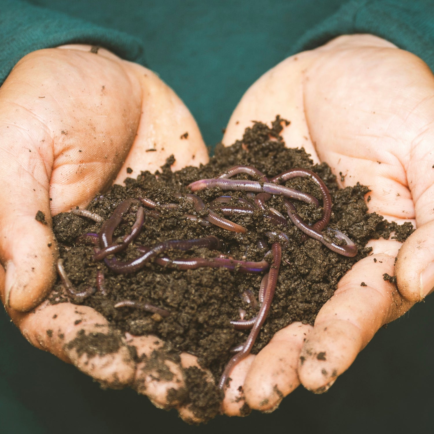 Composting Worms