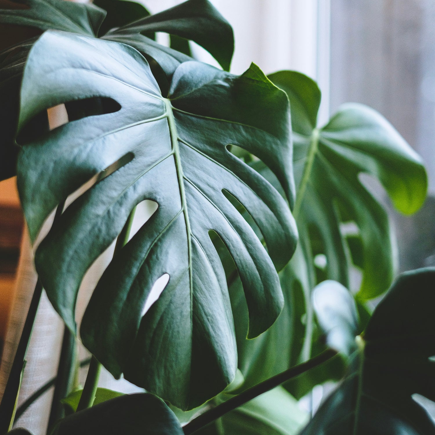 Indoor Plants