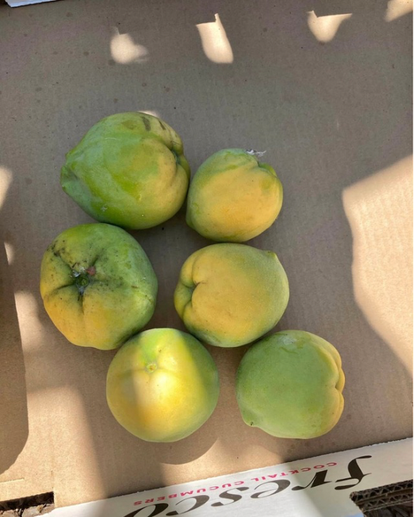 White sapote fruit, freshly picked