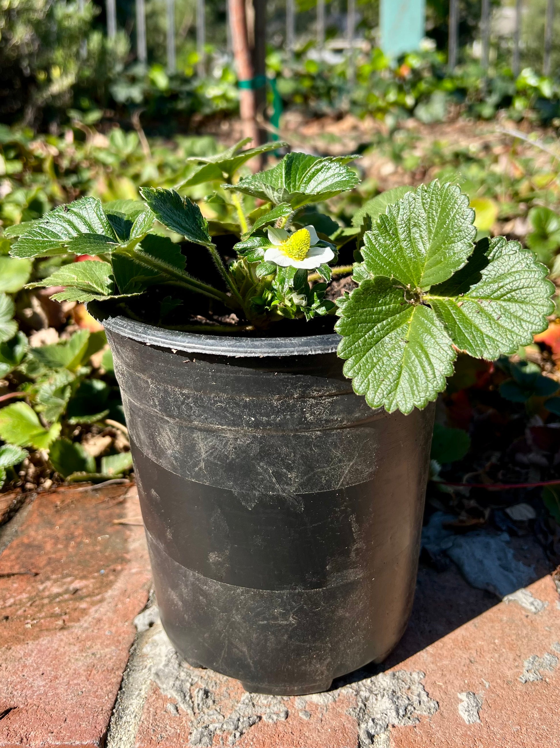 Blooming Strawberry Plant - 1 Gallon Container - Demeter Earth