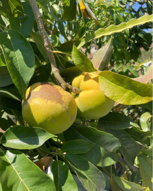 White sapote fruit, freshly picked
