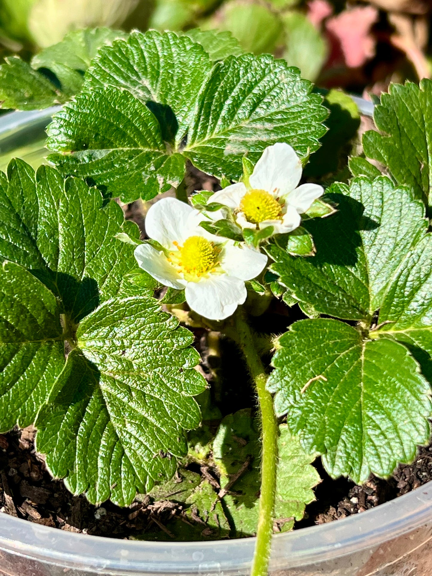 Blooming Strawberry Plant - 1 Gallon Container - Demeter Earth