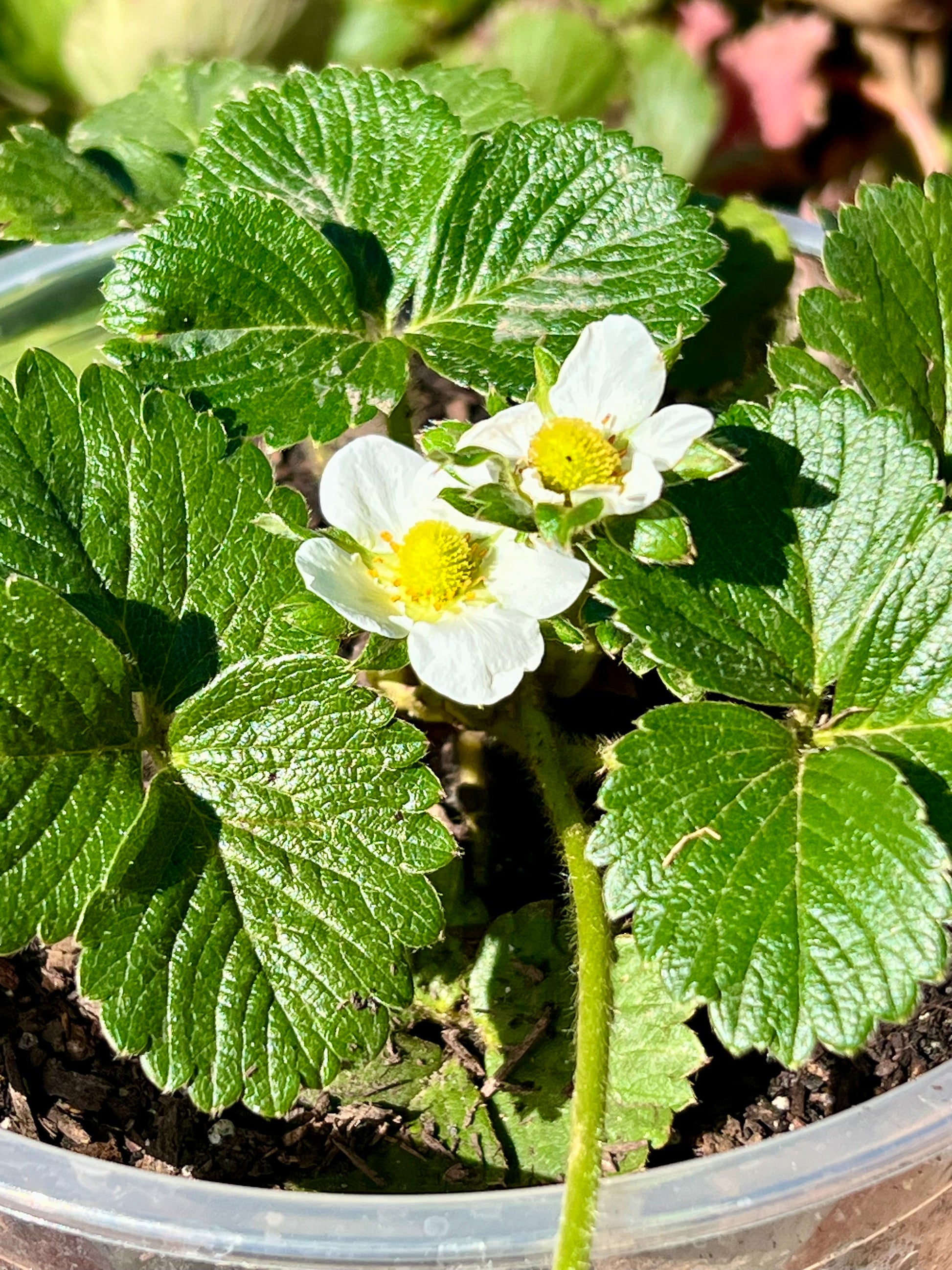 Blooming Strawberry Plant - 1 Gallon Container - Demeter Earth