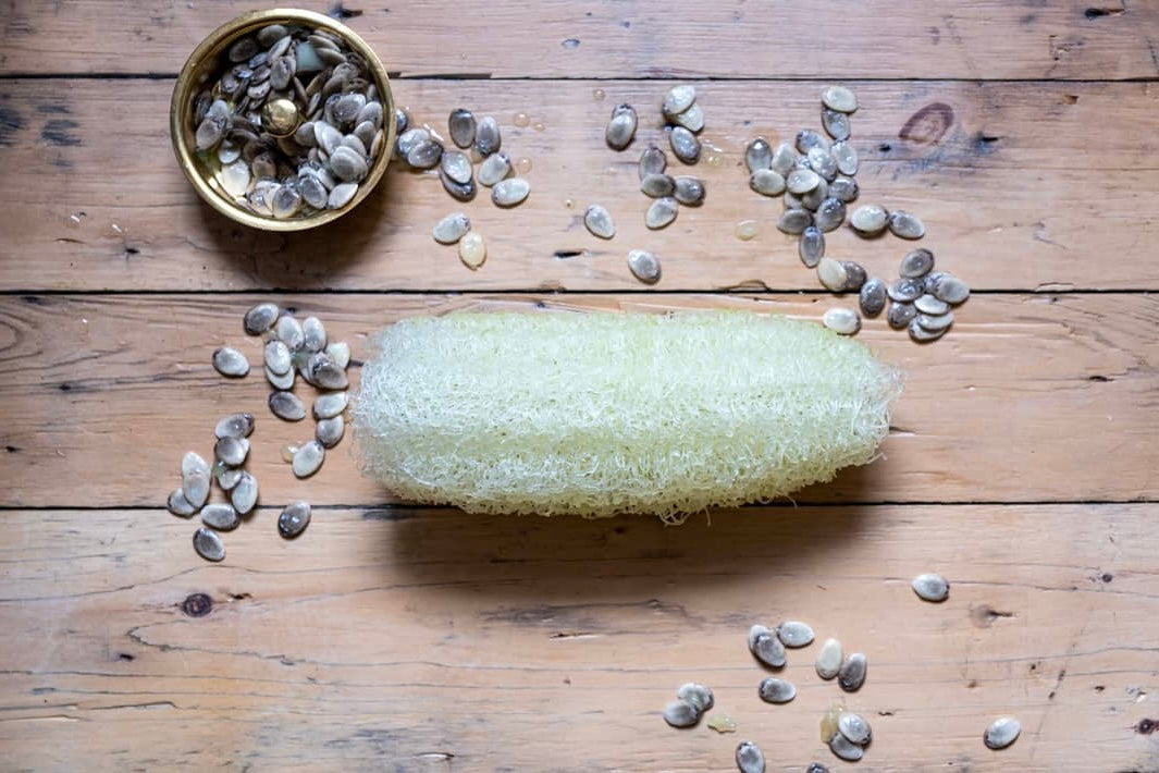 Homegrown Loofah Seeds – Backyard Harvested - Demeter Earth