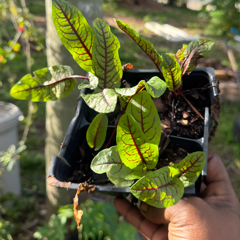 Red Veined Sorrel - Plant and Heal Co 1