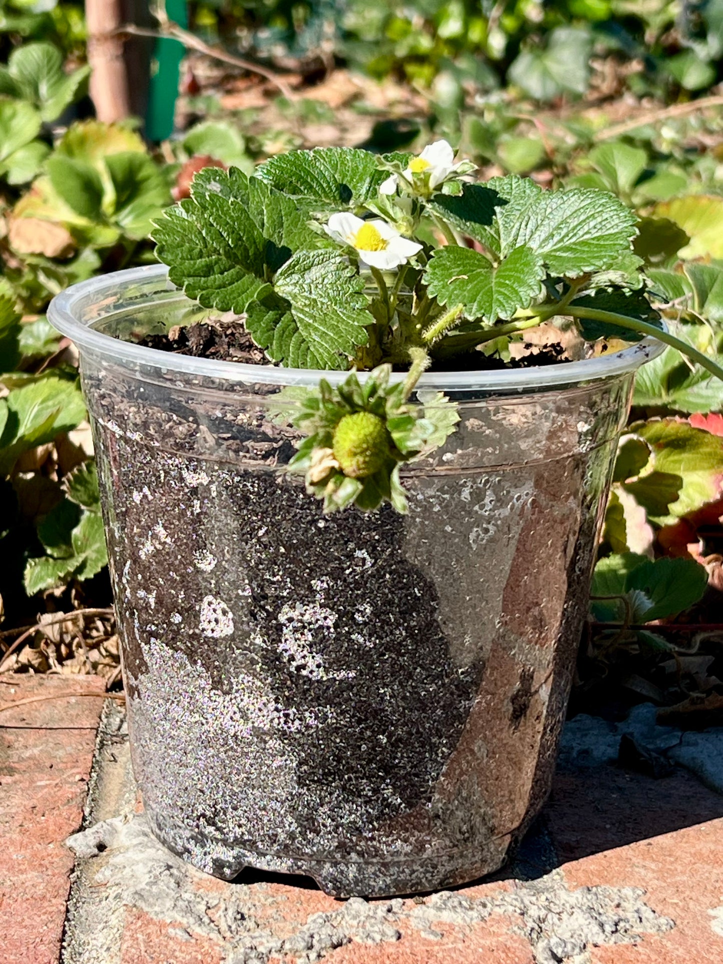 Blooming Strawberry Plant - 1 Gallon Container - Demeter Earth