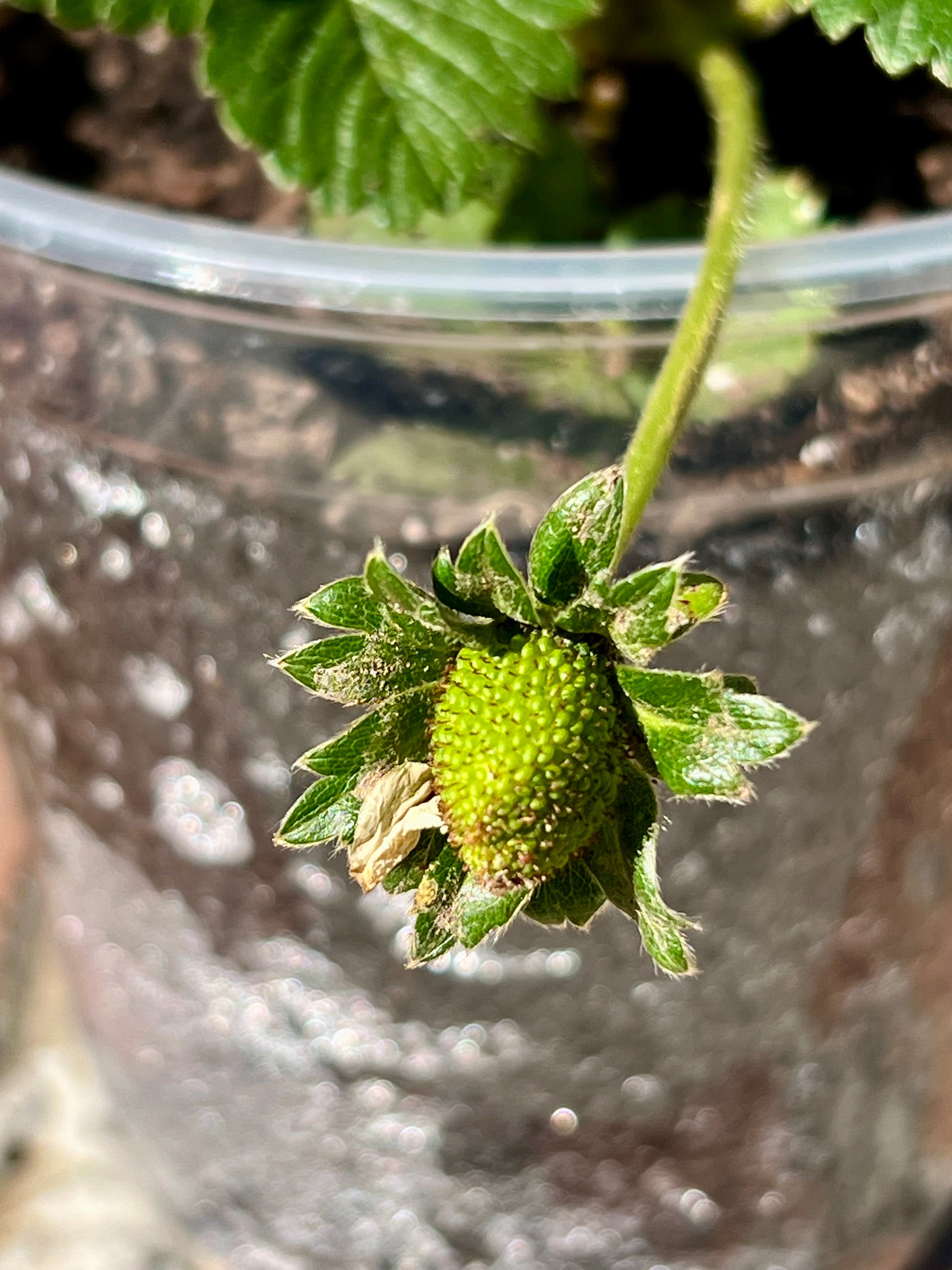 Blooming Strawberry Plant - 1 Gallon Container - Demeter Earth