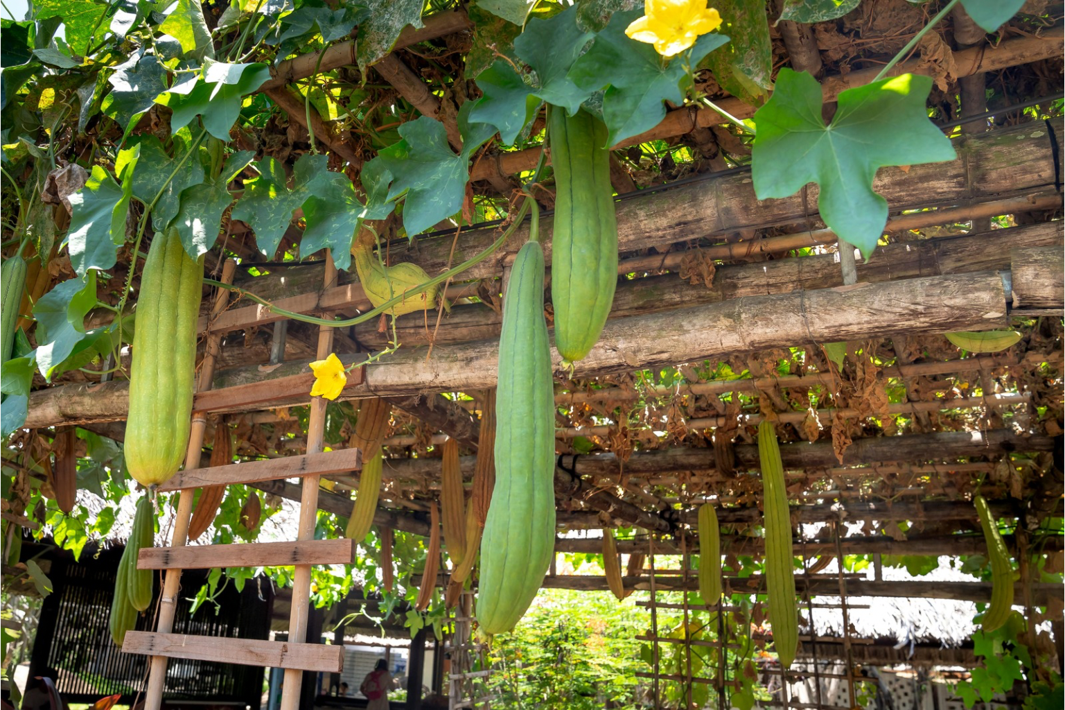 Homegrown Loofah Seeds – Backyard Harvested - Demeter Earth