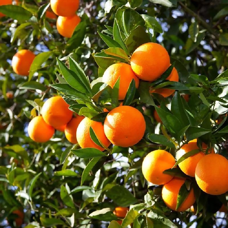 Oranges