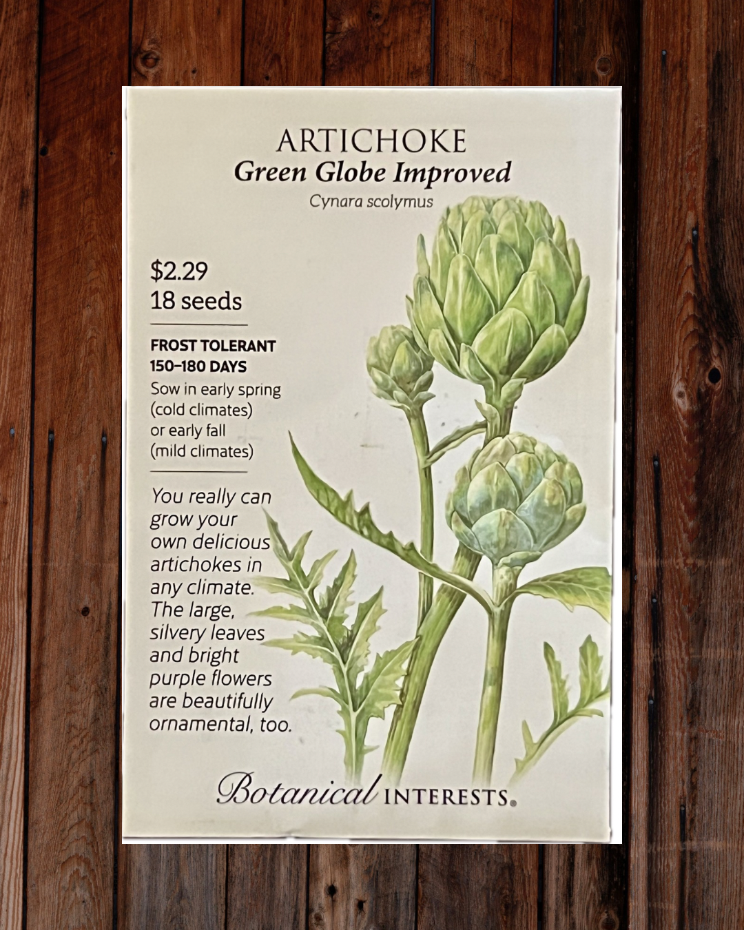 Artichoke Green Globe Seeds - Demeter Earth