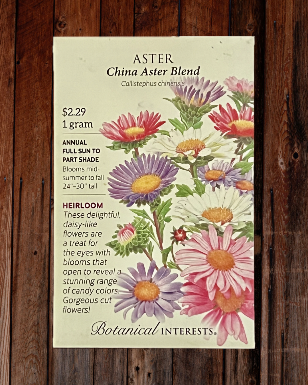 Aster Seeds - Demeter Earth