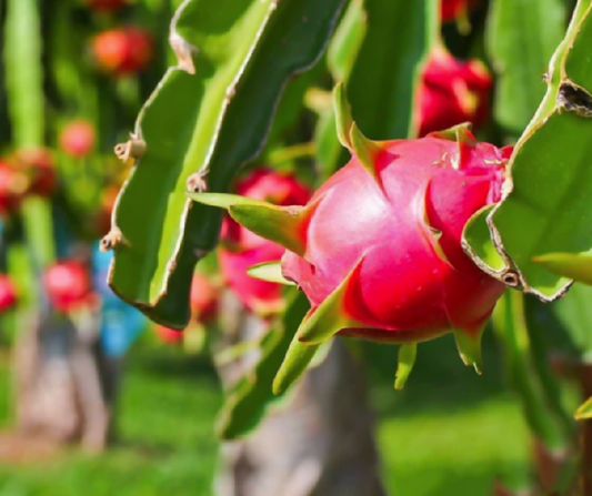 plantandheal dragonfruit plant