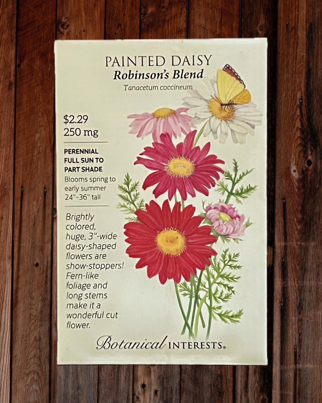 Painted Daisy Seeds - Demeter Earth