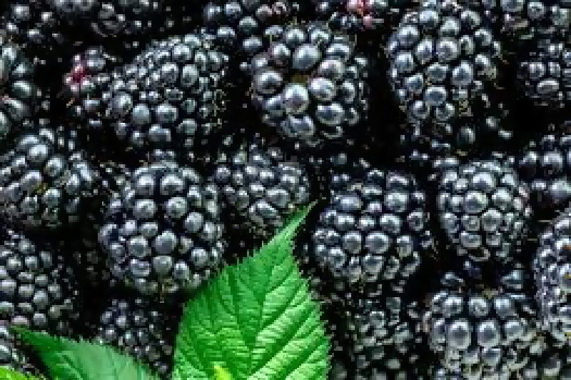 Blackberries