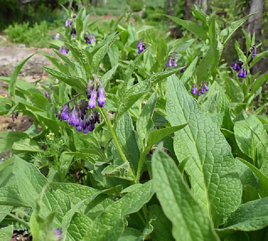 comfrey