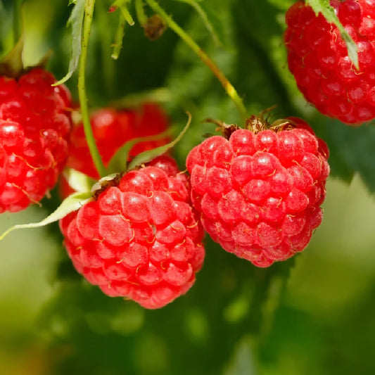 Raspberries