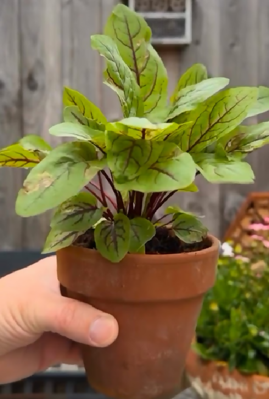 Sorrel-live plant