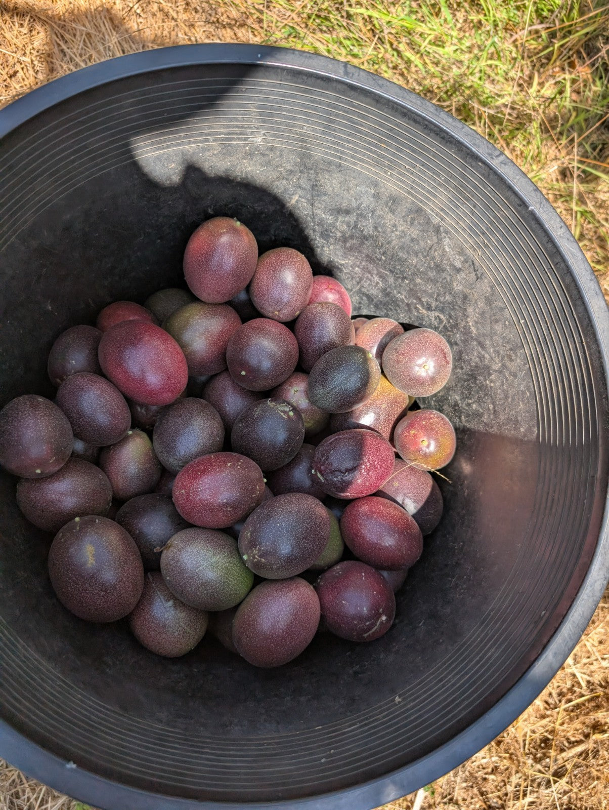 Passion Fruit Fresh Purple Fredricks 3# - Demeter Earth