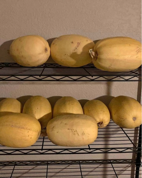 Winter Squash, Butternut and Spaghetti