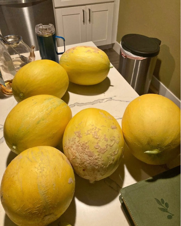 Honeydews, sweet and earthy, better that any store bought melon