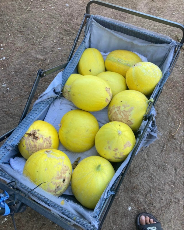 Honeydews, sweet and earthy, better that any store bought melon