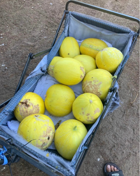 Honeydews, sweet and earthy, better that any store bought melon