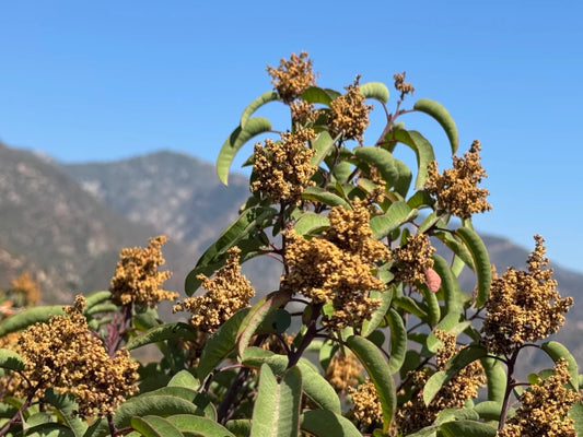 Sumac Bloom